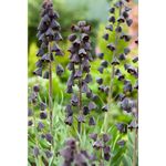 Casa si Gradina - Gradinarit si plante - Plante si ghivece - Plante in ghiveci - Bulbi Fritillaria Persica ADIYAMAN, marimea 18/20, 1 buc - Infinity.ro