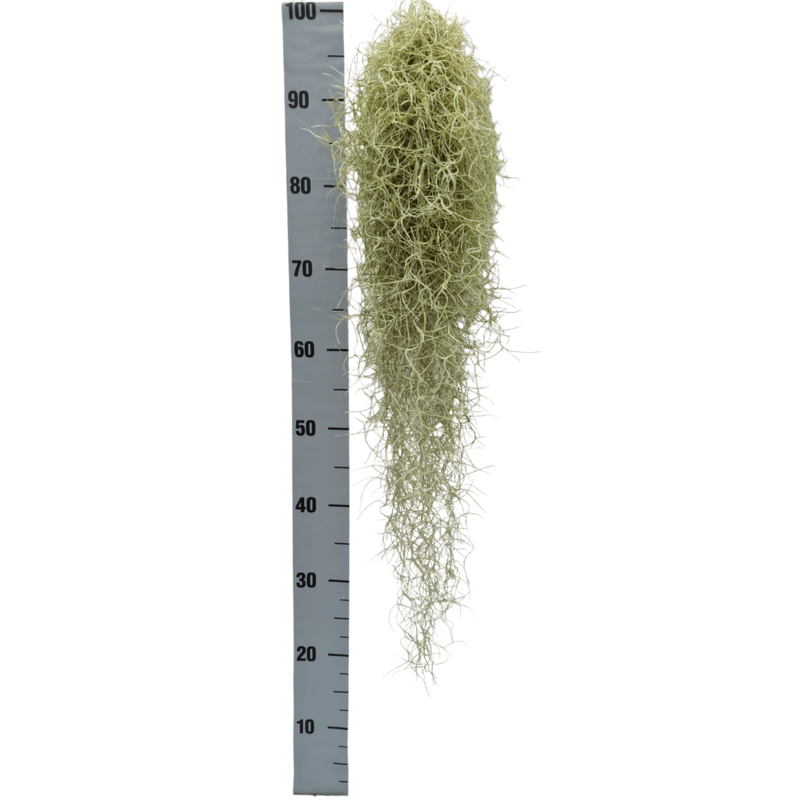 Casa si Gradina - Gradinarit si plante - Plante si ghivece - Plante in ghiveci - Planta aeriana, Tillandsia Usneoides grey, Medie, 50/60 cm - Infinity.ro