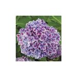 Casa si Gradina - Gradinarit si plante - Plante si ghivece - Plante in ghiveci - Planta la ghiveci, Hortensie, Hortensia NHS Candy Blue, Ghiveci 13 cm - Infinity.ro