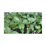 Casa si Gradina - Gradinarit si plante - Plante si ghivece - Plante in ghiveci - Planta la ghiveci, Hortensie, Hortensia NHS Candy Blue, Ghiveci 13 cm - Infinity.ro