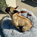 Petshop - Accesorii petshop - Culcusuri si custi - Culcusuri si saltele - Pat rotund Jumi, pentru caini, in forma de labuta, gri, 60 cm - Infinity.ro