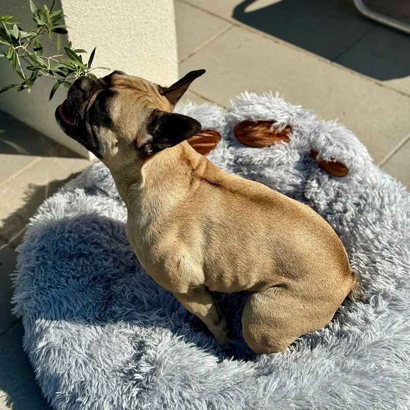 Petshop - Accesorii petshop - Culcusuri si custi - Culcusuri si saltele - Pat rotund Jumi, pentru caini, in forma de labuta, gri, 60 cm - Infinity.ro