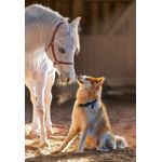 Jucarii, Copii si Bebe - Jucarii si jocuri - Jocuri si puzzle - Puzzle - Puzzle 1000 piese Unique Friendship 105076 Castorland - Infinity.ro