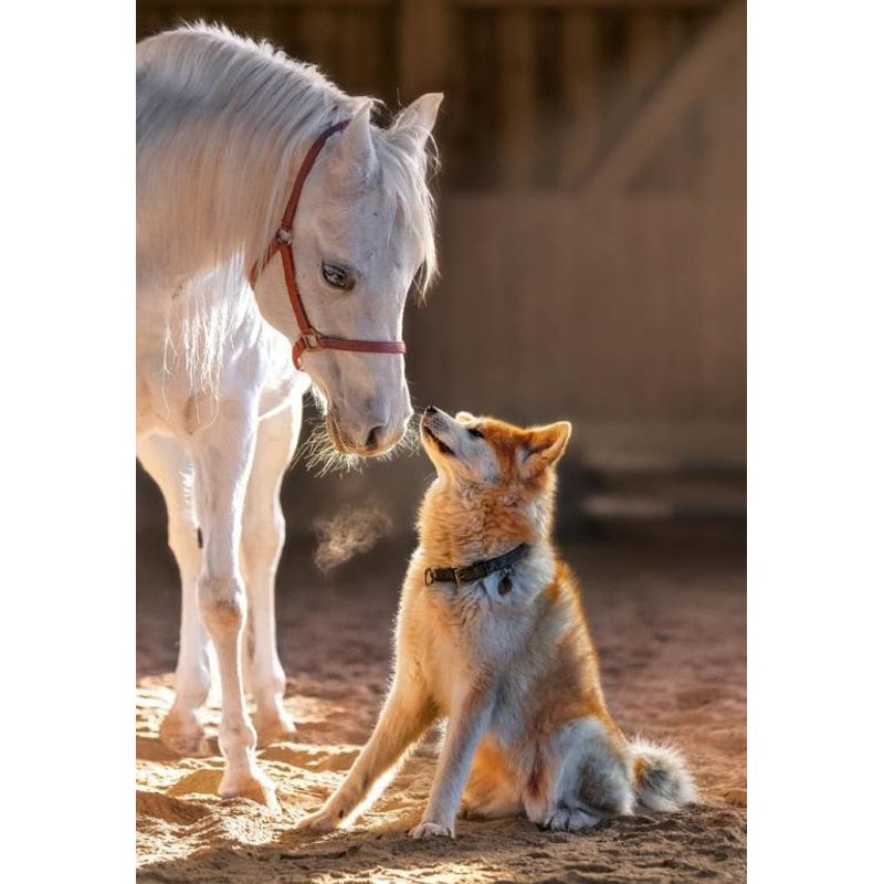 Jucarii, Copii si Bebe - Jucarii si jocuri - Jocuri si puzzle - Puzzle - Puzzle 1000 piese Unique Friendship 105076 Castorland - Infinity.ro