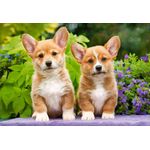 Jucarii, Copii si Bebe - Jucarii si jocuri - Jocuri si puzzle - Puzzle - Puzzle 1000 piese Welsh Corgi Puppies 104659 - Infinity.ro