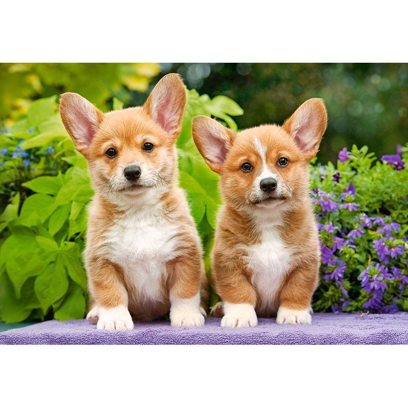 Jucarii, Copii si Bebe - Jucarii si jocuri - Jocuri si puzzle - Puzzle - Puzzle 1000 piese Welsh Corgi Puppies 104659 - Infinity.ro