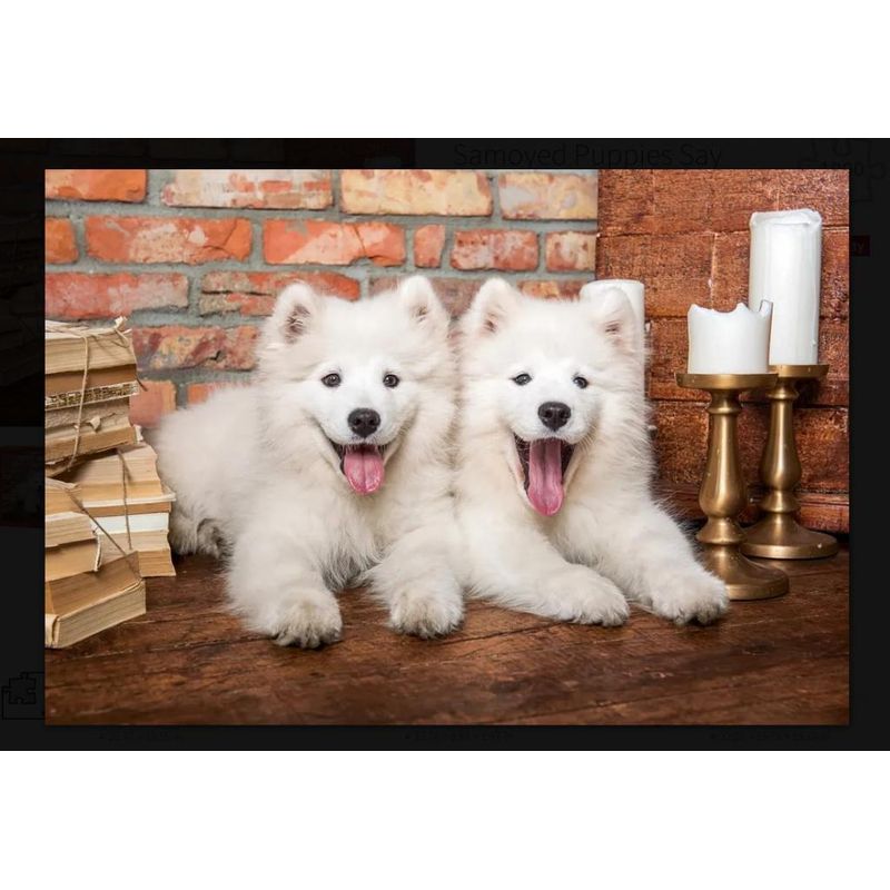 Jucarii, Copii si Bebe - Jucarii si jocuri - Jocuri si puzzle - Puzzle - Puzzle 1000 piese Samoyed Puppies Say Hello Castorland 105137 - Infinity.ro