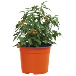 Casa si Gradina - Gradinarit si plante - Plante si ghivece - Ghivece si suporturi - Vaza pentru flori 50 pcs Ceramica Ø 15 x 12.5 cm Plastic - Infinity.ro