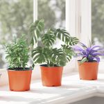 Casa si Gradina - Gradinarit si plante - Plante si ghivece - Ghivece si suporturi - Vaza pentru flori 50 pcs Ceramica Ø 15 x 12.5 cm Plastic - Infinity.ro
