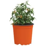 Casa si Gradina - Decoratiuni - Obiecte decorative - Vaze si boluri decorative - Vaza pentru flori 100 pcs Ceramica Ø 15 x 12.5 cm Plastic - Infinity.ro
