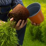 Casa si Gradina - Gradinarit si plante - Plante si ghivece - Ghivece si suporturi - Vaza pentru flori 100 pcs Ceramica Ø 15 x 12.5 cm Plastic - Infinity.ro