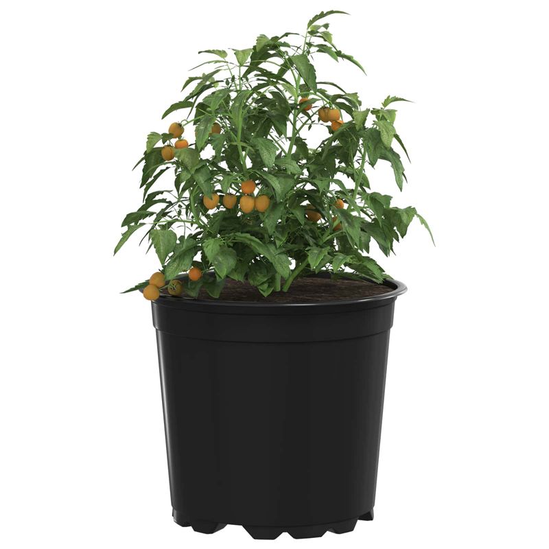 Casa si Gradina - Gradinarit si plante - Plante si ghivece - Ghivece si suporturi - Vaza pentru flori 50 pcs Negru Ø 15 x 12.5 cm Plastic - Infinity.ro