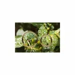 Casa si Gradina - Sanitare - Obiecte sanitare - Accesorii vase de toaleta - Clapeta de actionare Geberit Sigma21 personalizabila - Infinity.ro