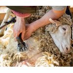 Petshop - Ingrijire si Igiena - Aparate de ingrijire - Aparate tuns animale - Lama de tuns oi din otel inoxidabil 13 dinti + 4 dinti, tip drept MX 881 - Infinity.ro