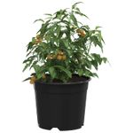 Casa si Gradina - Decoratiuni - Obiecte decorative - Vaze si boluri decorative - Vaza pentru flori 100 pcs Negru Ø 15 x 12.5 cm Plastic - Infinity.ro