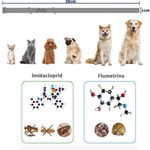 Petshop - Accesorii petshop - Zgarzi, lese si hamuri - Zgarzi - Set 2 x Zgarda CAINI anti purici si capuse 62 cm / 60 grame Antiparazitara - Infinity.ro