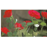 Petshop - Accesorii petshop - Alte accesorii petshop - Foarfeca multifunctionala trandafiri animale caini oi - Infinity.ro