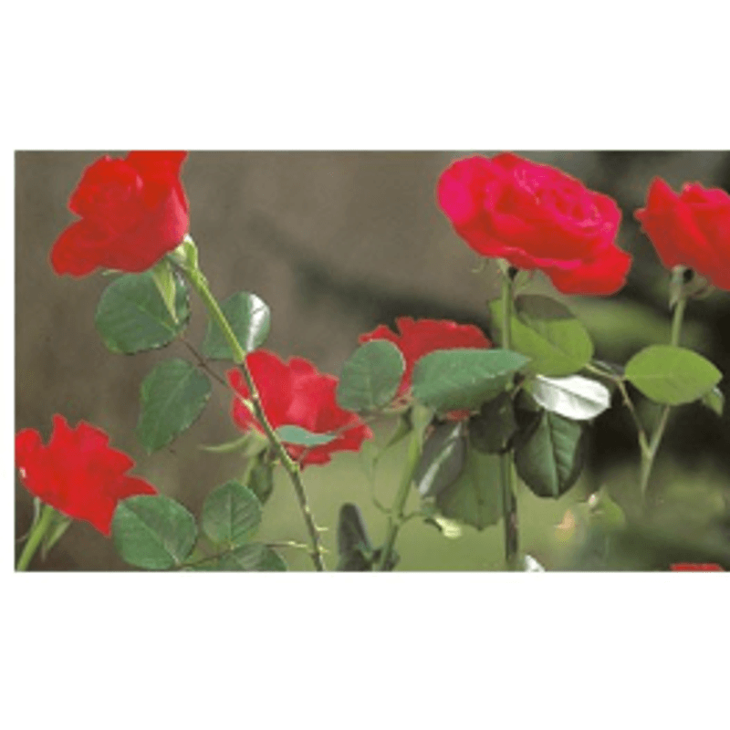 Petshop - Accesorii petshop - Alte accesorii petshop - Foarfeca multifunctionala trandafiri animale caini oi - Infinity.ro