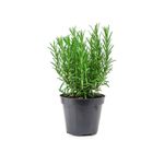 Casa si Gradina - Gradinarit si plante - Plante si ghivece - Plante in ghiveci - Planta aromatica, Rozmarin romanesc,  ghiveci 12cm - Infinity.ro