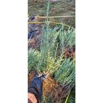 Casa si Gradina - Gradinarit si plante - Plante si ghivece - Plante in ghiveci - Planta aromatica, Rozmarin romanesc,  ghiveci 12cm - Infinity.ro