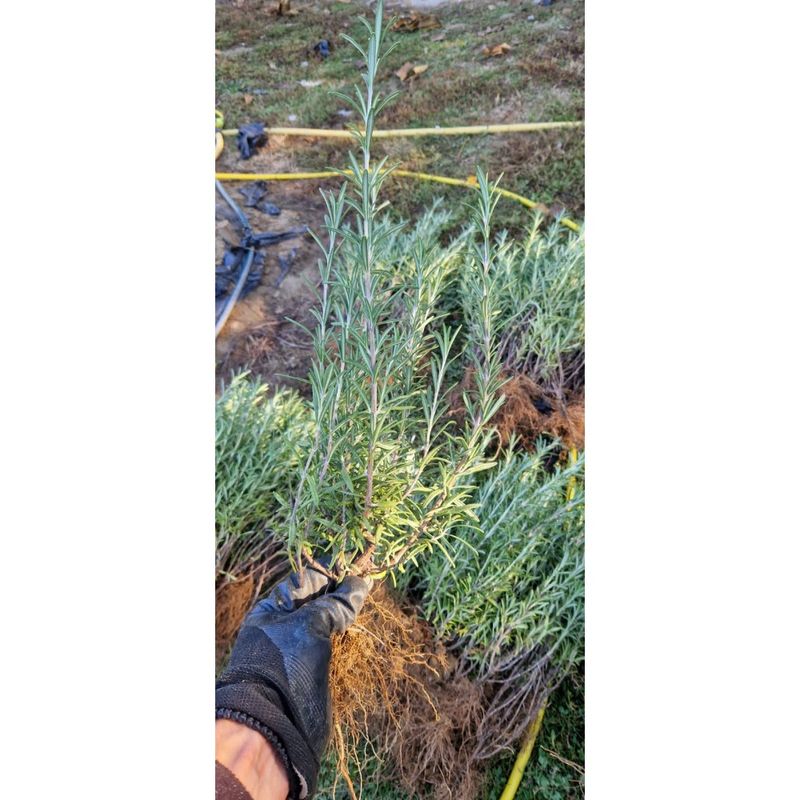 Casa si Gradina - Gradinarit si plante - Plante si ghivece - Plante in ghiveci - Planta aromatica, Rozmarin romanesc,  ghiveci 12cm - Infinity.ro