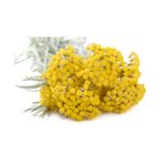 Casa si Gradina - Gradinarit si plante - Plante si ghivece - Plante in ghiveci - 🌼🐝 Butasi de Immortelle (Helichrysum italicum) - Infinity.ro