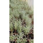 Casa si Gradina - Gradinarit si plante - Plante si ghivece - Plante in ghiveci - 🌼🐝 Butasi de Immortelle (Helichrysum italicum) - Infinity.ro