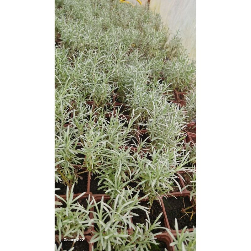 Casa si Gradina - Gradinarit si plante - Plante si ghivece - Plante in ghiveci - 🌼🐝 Butasi de Immortelle (Helichrysum italicum) - Infinity.ro