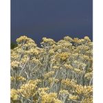 Casa si Gradina - Gradinarit si plante - Plante si ghivece - Plante in ghiveci - 🌼🐝 Butasi de Immortelle (Helichrysum italicum) - Infinity.ro