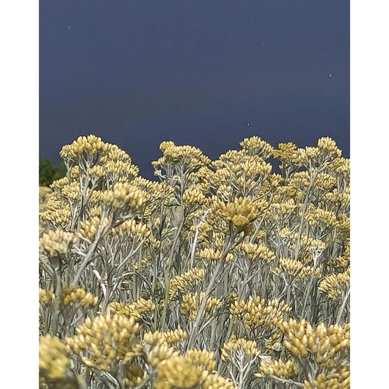 Casa si Gradina - Gradinarit si plante - Plante si ghivece - Plante in ghiveci - 🌼🐝 Butasi de Immortelle (Helichrysum italicum) - Infinity.ro