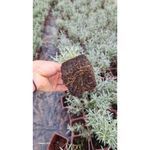 Casa si Gradina - Gradinarit si plante - Plante si ghivece - Plante in ghiveci - 🌼🐝 Butasi de Immortelle (Helichrysum italicum) - Infinity.ro