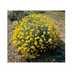 Casa si Gradina - Gradinarit si plante - Plante si ghivece - Plante in ghiveci - 🌼🐝 Butasi de Immortelle (Helichrysum italicum) - Infinity.ro