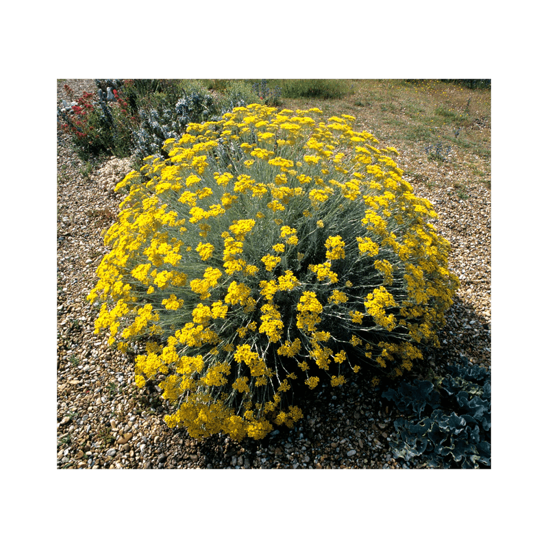 Casa si Gradina - Gradinarit si plante - Plante si ghivece - Plante in ghiveci - 🌼🐝 Butasi de Immortelle (Helichrysum italicum) - Infinity.ro
