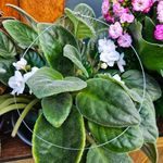 Fashion, accesorii si bijuterii - Femei - Bijuterii femei - Coliere femei - Colier cu fir transparent de silicon, simplu fara pandantiv, cu acesorii argintii si lantisor de inox pentru reglaj - Infinity.ro