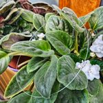 Fashion, accesorii si bijuterii - Femei - Bijuterii femei - Coliere femei - Colier cu fir transparent de silicon, simplu fara pandantiv, cu acesorii argintii si lantisor de inox pentru reglaj - Infinity.ro