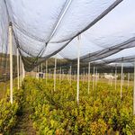 Casa si Gradina - Gradinarit si plante - Sere si solarii - Plasa protectie antigrindina 2 x 10 ml, 46 gr/m2 - Infinity.ro