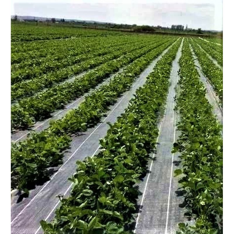 Casa si Gradina - Gradinarit si plante - Sere si solarii - Agrotextil 4.15 x 100 ml Marcaje Verzi (linii de separare) - Infinity.ro