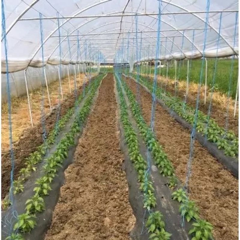 Casa si Gradina - Gradinarit si plante - Sere si solarii - Folie Mulcire 20 Microni 4.2 x 1000ml - Infinity.ro