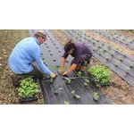 Casa si Gradina - Gradinarit si plante - Sere si solarii - Folie Agrotextil  1 x 50ml - Infinity.ro