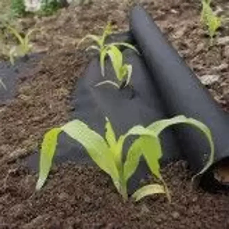 Casa si Gradina - Gradinarit si plante - Sere si solarii - Folie microporoasa neagra HortiAgryl, 50 gr/mp, 0.8 x 100 m - Infinity.ro