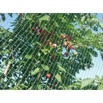 Casa si Gradina - Gradinarit si plante - Sere si solarii - Plasa Protectie Impotriva Pasarilor 4m x 200ml, 16 gr/mp - Infinity.ro