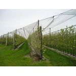 Casa si Gradina - Gradinarit si plante - Sere si solarii - Plasa protectie antigrindina 2x200 ml, 34 gr/m2 - Infinity.ro