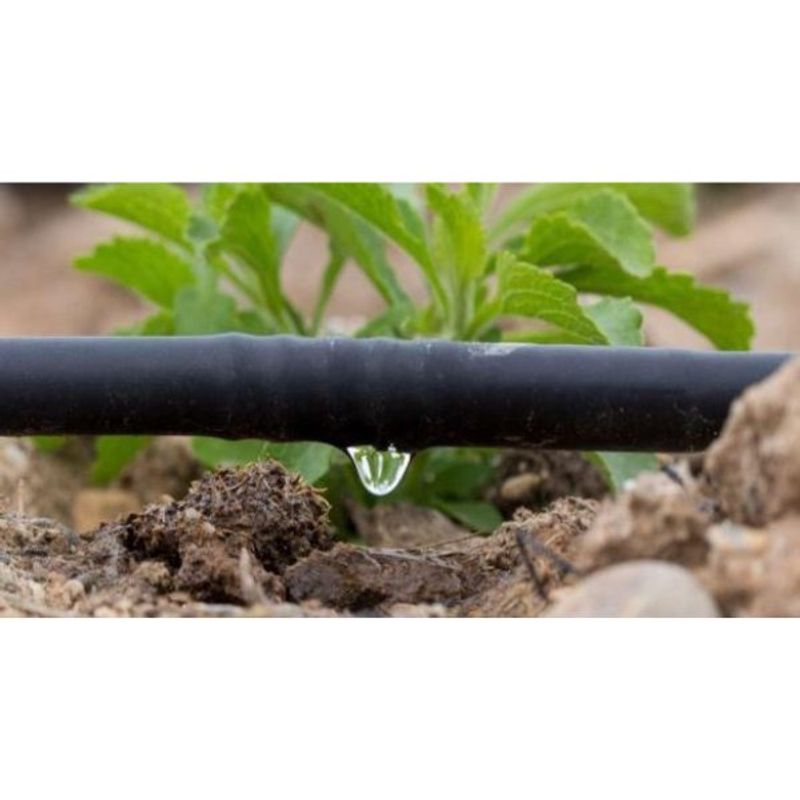 Casa si Gradina - Gradinarit si plante - Instalatii si accesorii pentru irigatii - Furtunuri de gradina si accesorii - Banda Picurare 6mil, 200ml/rola, Distanta dintre picuratori 20cm - Infinity.ro