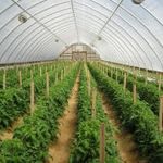 Casa si Gradina - Gradinarit si plante - Sere si solarii - FOLIE TERMICA ANTICONDENS 520/75 - Infinity.ro