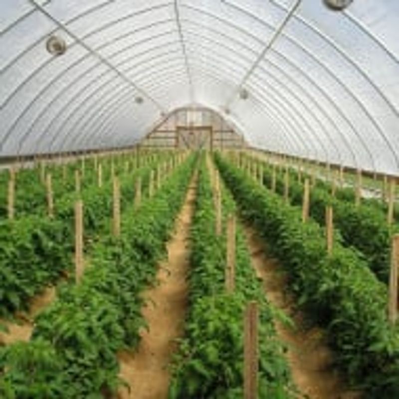 Casa si Gradina - Gradinarit si plante - Sere si solarii - FOLIE TERMICA ANTICONDENS 520/75 - Infinity.ro