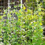 Casa si Gradina - Gradinarit si plante - Sere si solarii - Plasa plante cataratoare , 15X17 cm, alba, 1.53 x 500 m - Infinity.ro