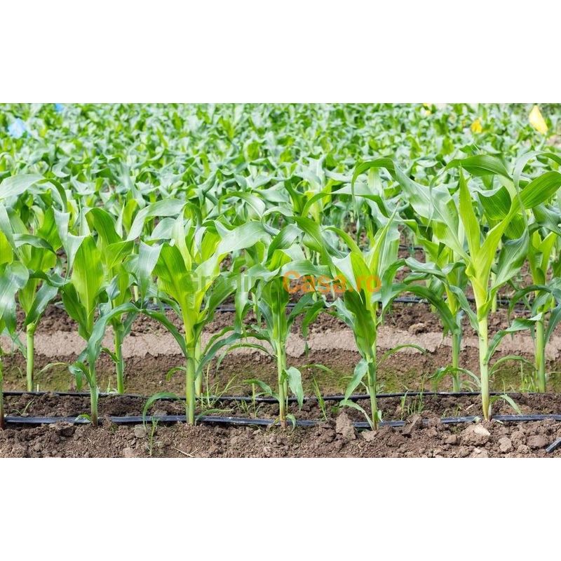 Casa si Gradina - Gradinarit si plante - Instalatii si accesorii pentru irigatii - Accesorii irigare - Banda Picurare pentru porumb, 6mil, 2400 ml/rola, cu picurare la 20cm - Infinity.ro