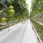 Casa si Gradina - Gradinarit si plante - Sere si solarii - Folie agrotextil alba 5.15m latime x 100 m lungime,100 g/mp - Infinity.ro