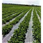 Casa si Gradina - Gradinarit si plante - Sere si solarii - Folie Agrotextil 0.5 x 50 ml - Infinity.ro