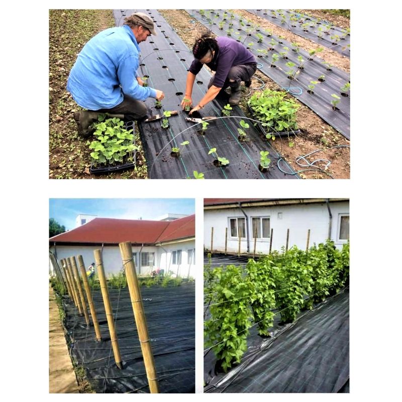 Casa si Gradina - Gradinarit si plante - Sere si solarii - Agrotextil 0.83 x 100 ml - Infinity.ro